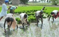 Despite Improved Rainfall, Kharif Coverage Goes Down by 6.6%