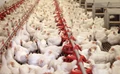 WHO warns, stop giving anti-biotics to farm animals