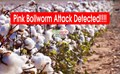 Third Confirmed Pink Bollworm Attack Detected in Maharashtra