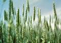 Hybrid Wheat breakthrough may boost Yields