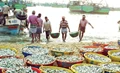 Insurance facilities for fisheries sector is inefficient: CMFRI study
