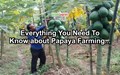 How to Grow Papaya from Seed? Sowing Technique, Climate & Soil Required for Papaya Farming; Best Planting Season, Protection & Disease Management