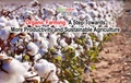 Cotton Growers in Madhya Pradesh Earning More through Organic Farming