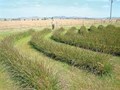 KAU Develops New Vetiver Variety for Soil Conservation