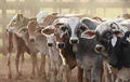 Rs 13,500 crore Livestock Disease Control Scheme to be Launched By PM Modi Next Week
