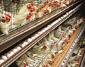 Poultry Farming: 9 Tips to Expand The Livestock