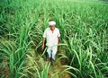 Farmers Could Get Rs 6,000 per acre to Shun Sugarcane Cultivation