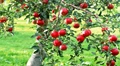 Government to Buy Apples Directly From Farmers in Jammu & Kashmir