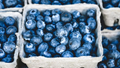 INI Farms Joins Hands with Munger Farms for Cultivation of Blueberries