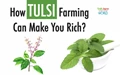 Earn 3 lakh in three months by Tulsi farming