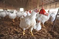 Zero Cost Poultry: Get Egg Free of Cost With Milk and Meat