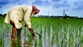 PM-Kisan Yojana: Common Services Centres Asked To Update Data of Eligible Farmers
