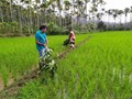 Traditional Way to Control Leaf Roller Pest in Rice