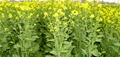 Solvent Extractors Association to Launch Mustard Mission from Ensuing Rabi Season