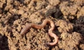 Microplastics in Soil Threatening Growth of Earthworms: Study