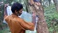 Increased Rain Guarding Technique Help Increase Rubber Production in July