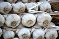 A Complete Guide to Garlic Cultivation, Planting, Care & Harvesting