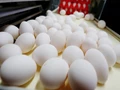 Wow Vegetarian Egg! IIT Delhi Develops Moong Daal -Based Egg