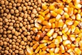 Prices of Soybean, Guar Gum, Guar Seed Rise on Spot Demand