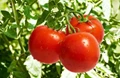 Indian Institute of Horticultural Research Develops Two Tomato Hybrids; Know its Benefits