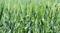 Farmers to Get New Protein-rich Wheat Variety HD-3226
