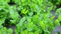Why You Should Eat Coriander? Seven Surprising Health Benefits of Coriander