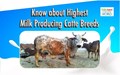 INDIAN CATTLE BREEDS For HUGE MILK Production