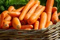Carrot Cultivation Guide: Season, Seed Rate, Spacing, Field Preparation, Seed Treatment and Diseases