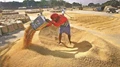 Government Sanctions Rs 26,707 crore to Punjab for Procurement of Paddy