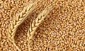 Farmers in Flood-Affected Regions to Get Free High-Quality Wheat Seed