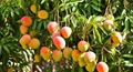 UP Government to Give Subsidy for Mango, Guava and Amla Cultivation to Promote Horticulture