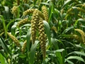 MILLETS: An Effective Tool Against Malnutrition