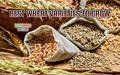 Top varieties of wheat for this rabi season