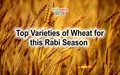 Wheat Cultivation: Know the Improved Varieties and Modern Farming Practices