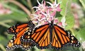 Organic State Sikkim Identifies Butterfly Biodiversity with 268 species