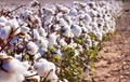 India to Make Global Record on Cotton Crop Production for 2019-20, predicts USDA