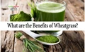Wheatgrass Benefits: Here’s Why You Must Drink Wheatgrass Juice Daily