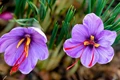 Saffron Cultivation:  A Complete Information