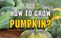 Pumpkin cultivation and practices