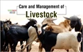 Livestock Management: How to Take Care of Farm Animals in Rainy Season