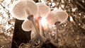 Mushroom: How to Differentiate Between Poisonous and Edible Mushrooms; Know the Most Dangerous Ones