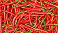 Chilli Cultivation: Ideal Conditions, Varieties, Land Preparation, Sowing, Transplanting, Pest Management & Harvesting