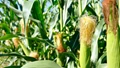 Maize Cultivation: Know the Climatic Requirements, Suitable Land, Seed Treatment, Sowing Period, Irrigation & Harvesting
