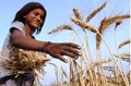Modi Government's Bumper Gift to Farmers; MSP of Wheat, Gram, Barley, Lentils & Safflower Increased