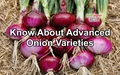 Onion Cultivation: Advanced Varieties, Climatic Requirements, Land preparation, Manure & Harvesting