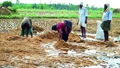 Rs. 10,000 Crore Financial Aid Announced for Rain-Hit Farmers of This State