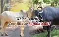 Buffalo Milk Vs Cow Milk - Know the Differences and Similarities