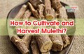 Know the Advanced Cultivation of Mulethi (Liquorice); NMPB Provides 50 percent Grant