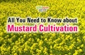 Mustard Farming: Popular Varieties, Land Preparation, Sowing, Weed Control, Irrigation, Harvesting & Post-Harvesting