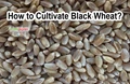 Black Wheat Farming: Incredible Benefits of This New Wheat Which Prevents Cancer and Diabetes